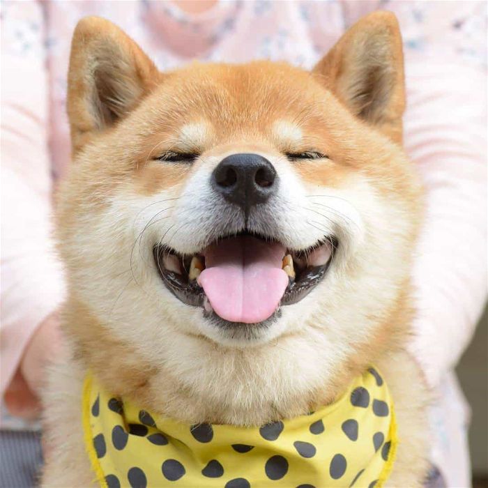 Chó Nhật lùn  Chó Nhật lông xù Đặc điểm chi tiết và bảng giá